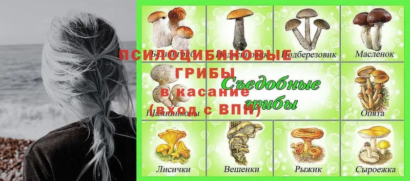 Псилоцибиновые грибы GOLDEN TEACHER  магазин продажи наркотиков  Дагестанские Огни 