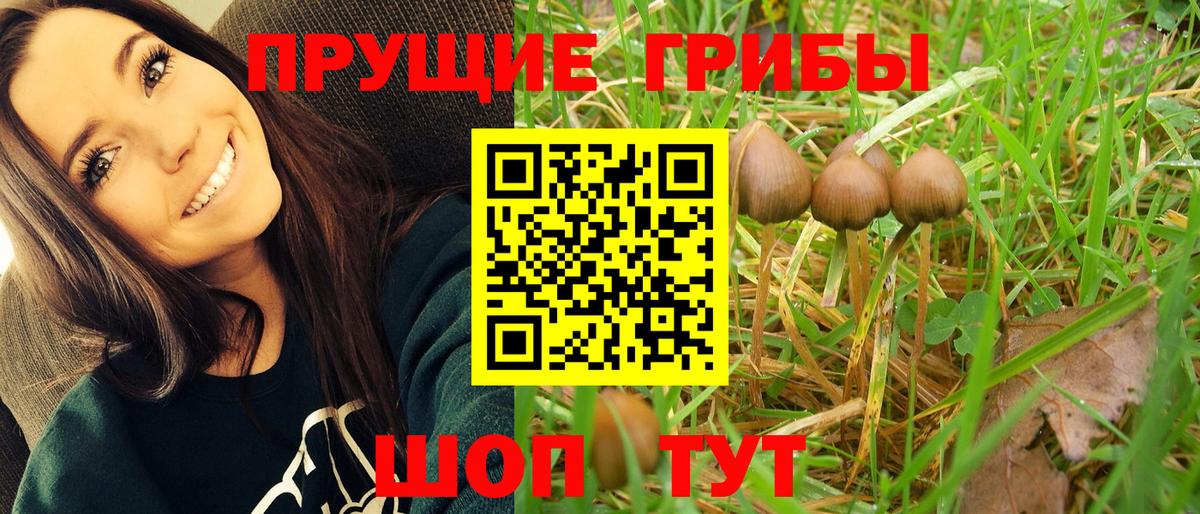 Дагестанские Огни  Псилоцибиновые грибы GOLDEN TEACHER  Вход с VPN  Псилоцибиновые грибы прущие грибы 